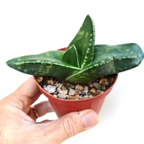 Gasteria armstrongii coral - gasteria,