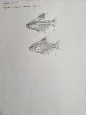 Dessin original de Marcel