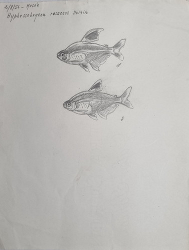 Dessin original marcel - dessin, de