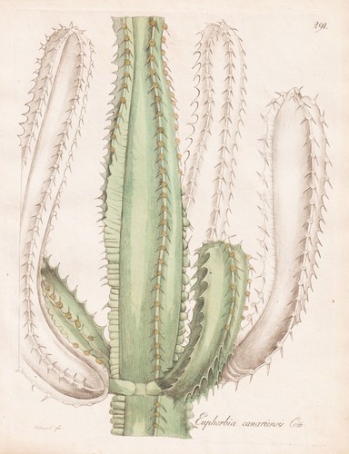 Euphorbia canariensis cactus - euphorbia,