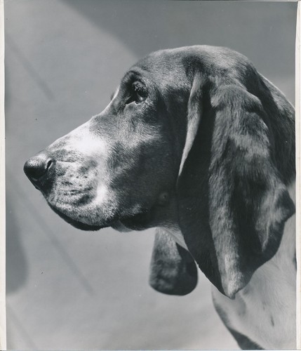 Basset hound 1950 - 1950, chien