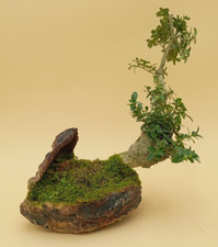 Bonsai,  30 ans, Buis Yamadori, style penché