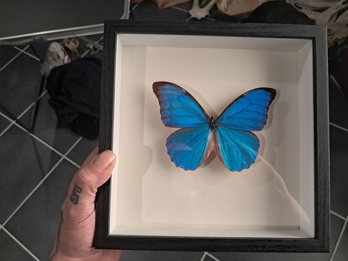 Papillon morpho didius sous - papillon,