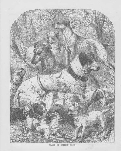 Chiens races de - chiens,