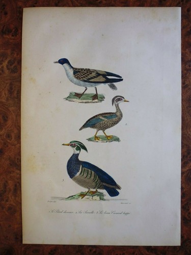 Gravure animaux