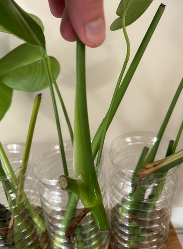 Bouture monstera deliciosa - bouture,