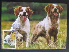 Carte Maximum Timbre L'épagneul Breton N° 3286 Oblitéré Forbach 1999