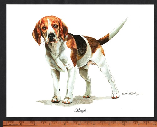 Beagle dog stunning 8 - dog, x