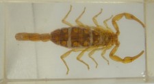 SCORPION jaune LANGUEDOCtIEN