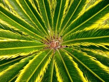Cycas revoluta cv AUREA