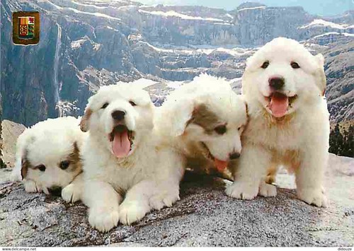 Carte postale animaux - postale,