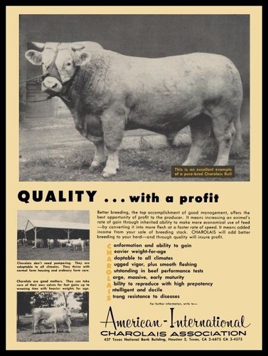 1961 charolais bull cattle - 1961,