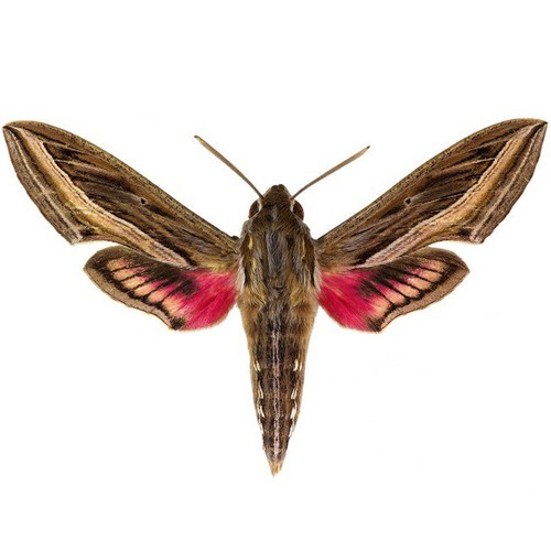 Hippotion celerio pink white