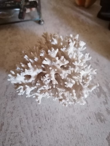 Boule corail blanc
