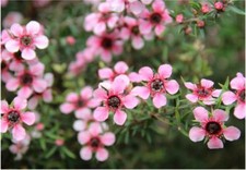 12 graines de MANUKA DES MAORIS(Leptospermum Scoparium)G102 SEED SAMEN SEMILLAS