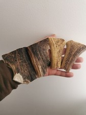 323.Ébauches en corne de cerf