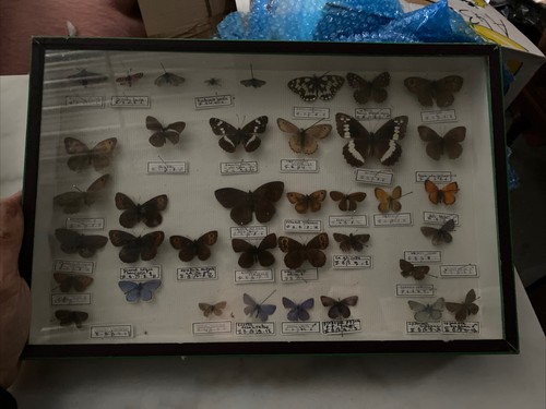 Ancienne boite entomologie - boite, d’entomologie
