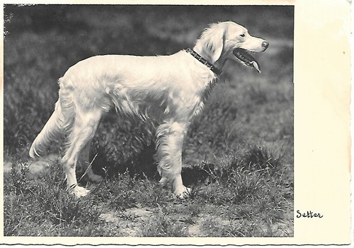 Cpm chien setter hund - cpm, -hund-