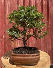 BONSAÏ ORME DE CHINE NAIN