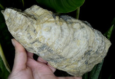 Top Très Grand Fossile