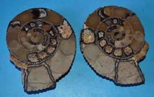 FOSSILES - AMONITE COUPEE EN 2