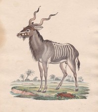 1800 Antilope Original