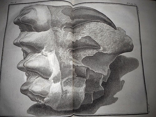 Buffon histoire naturelle de - buffon,