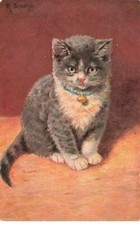 Animaux - Chat portant un collier bleu avec une clochette