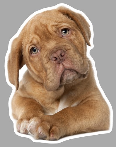 Tete chien epagneul dogue - de,