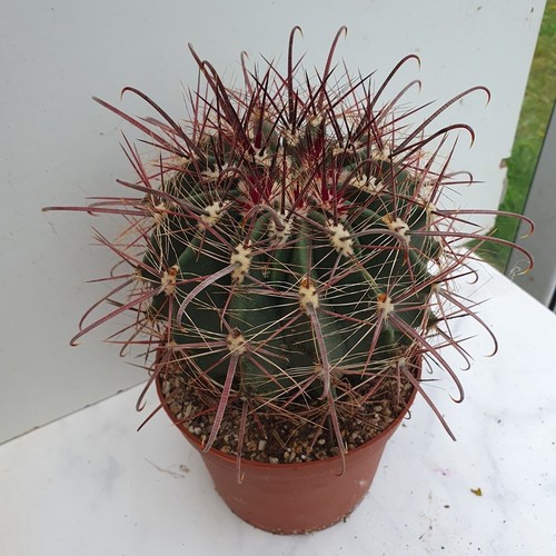 Cactus ferocactus wislizenii - cactus,