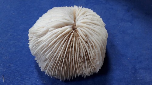 Corail blanc ancien forme - blanc,