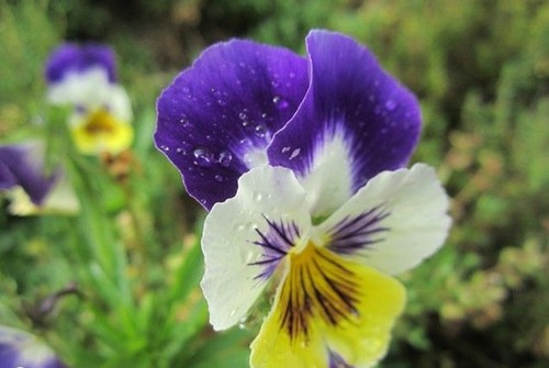 Violette cornue belle - violette, 'belle
