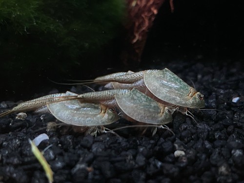 200 œufs triops - Œufs,