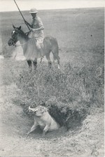 KENYA c. 1950 - Chasse à la Lance Phacochère Afrique - NV 8060