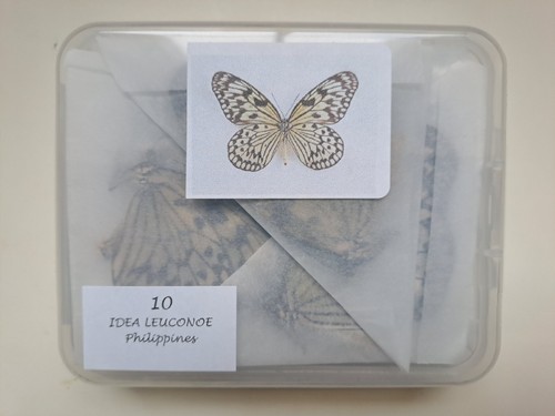 Idea leuconoe - 10,