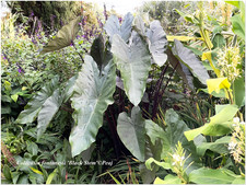 Colocasia fontanesii black - colocasia,