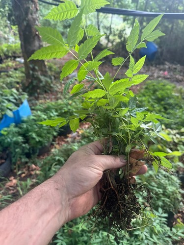 Toona sinensis cedrela - sinensis,,