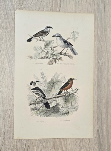 Lithographie ancienne buffon - ancienne,