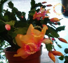 Bouture cutting schlumbergera - cutting,