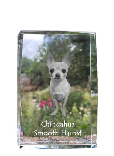 Chihuahua poil long cristal - à,