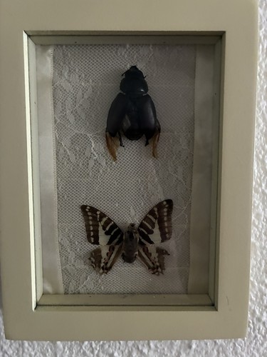 Cadre entomologie