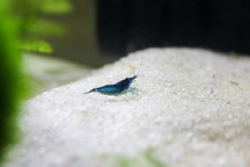 10 + 1 Neocaridina Davidi Blue
