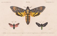 Acherontia Atropos Papillon Gravure En Acier Orbigny 1861