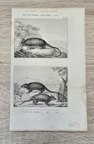 Original buffon cuvier gravure - buffon,