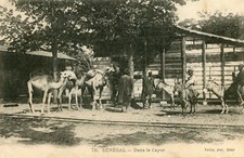 SENEGAL LOT de 3 cartes PLus une carte Femme type Bella OFFerte