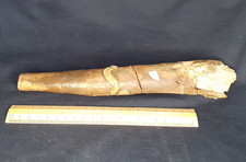 Belemnite 26cm ottange france - belemnite,