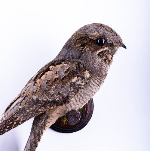 Taxidermy bird nightjar wall - nightjar,