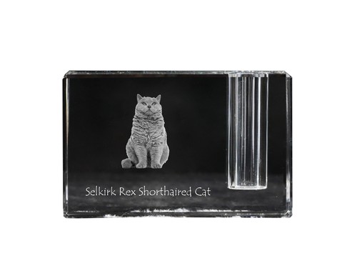 Selkirk rex chat courts - rex,