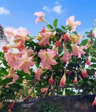 BRUGMANSIA ( Datura ) 2