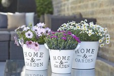 Magnifique pot de fleurs en